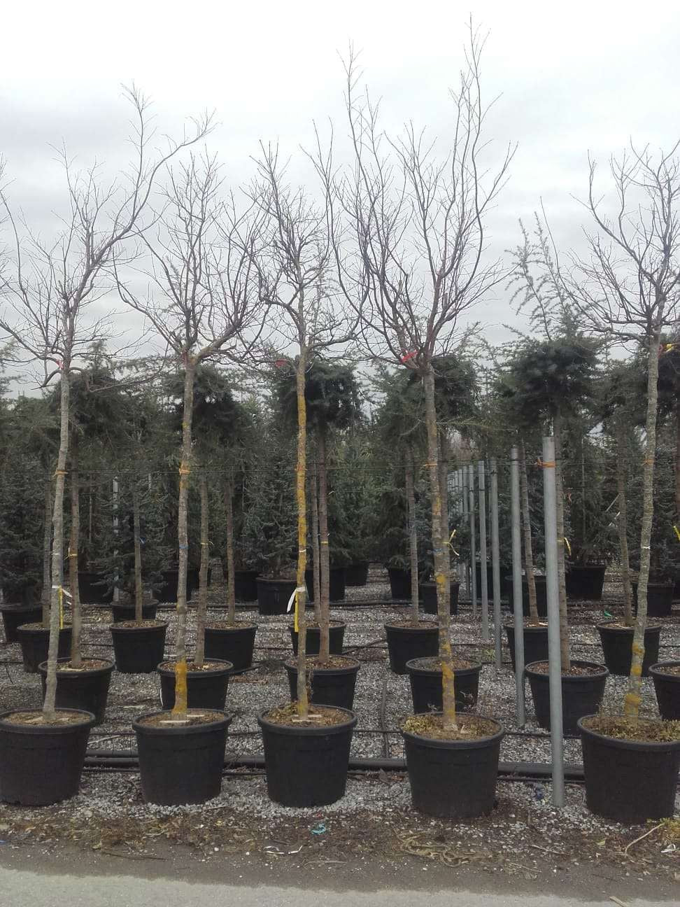 ACER palmatum 'Butterfly'