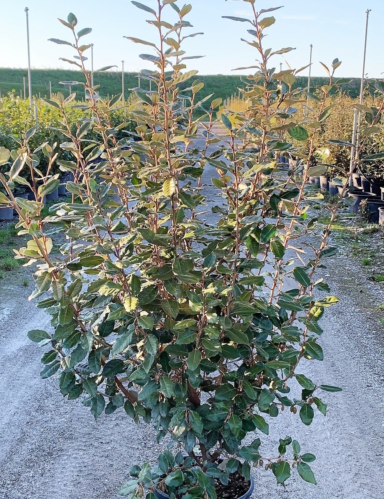 ELAEAGNUS x ebbingei 'Compacta'
