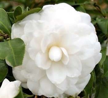CAMELLIA japonica 'Black Lace'
