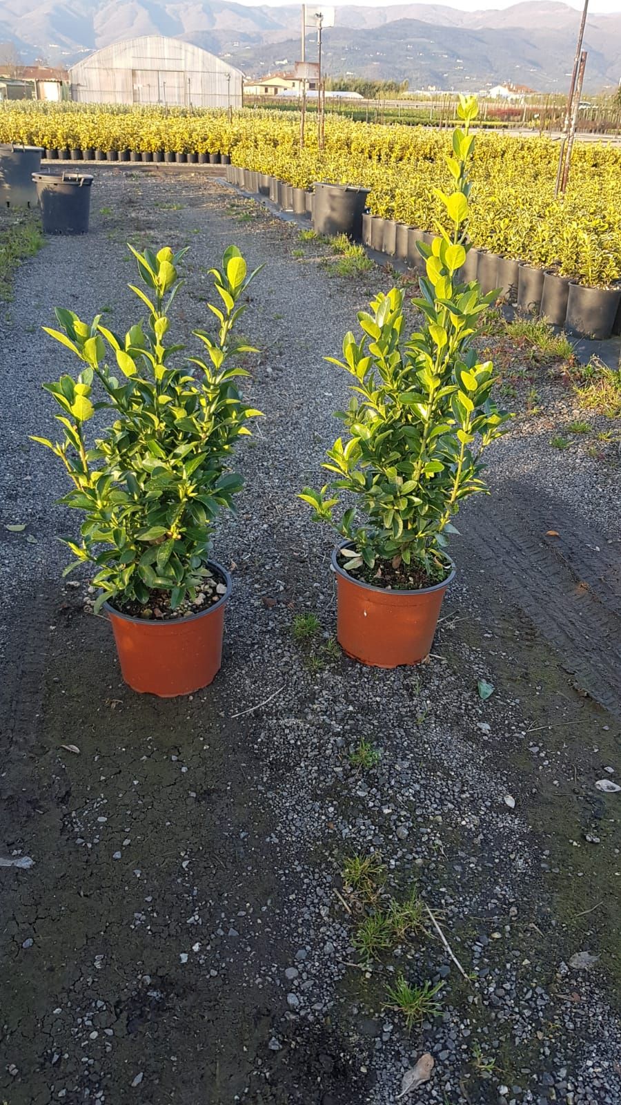 EUONYMUS japonicus 'Aureopictus'
