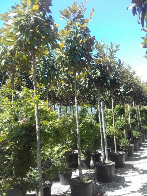 MAGNOLIA grandiflora 'Little Gem'