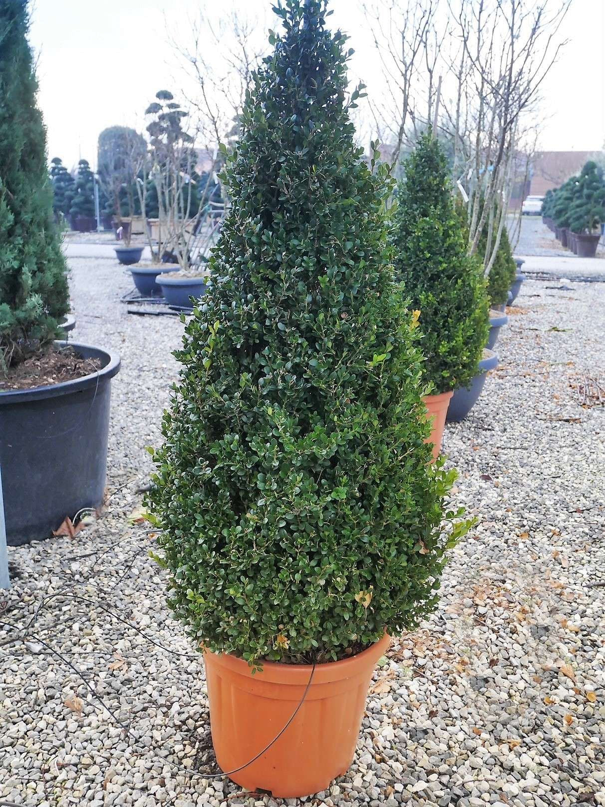 BUXUS sempervirens