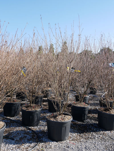 CORNUS kousa 'National'