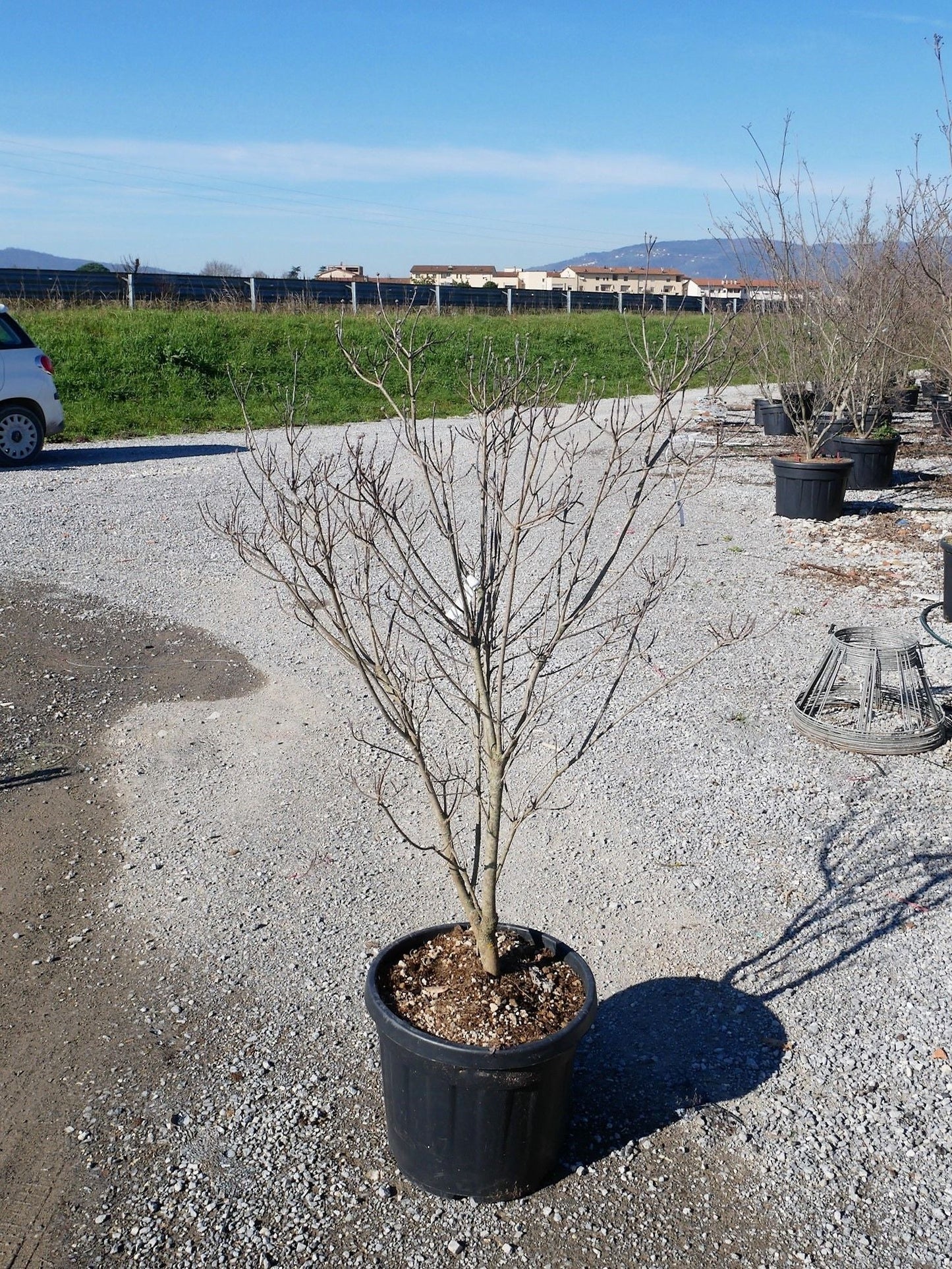 CORNUS florida 'Rubra'