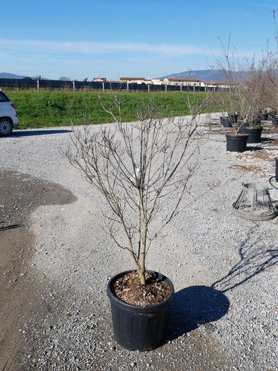 CORNUS florida 'Rubra'
