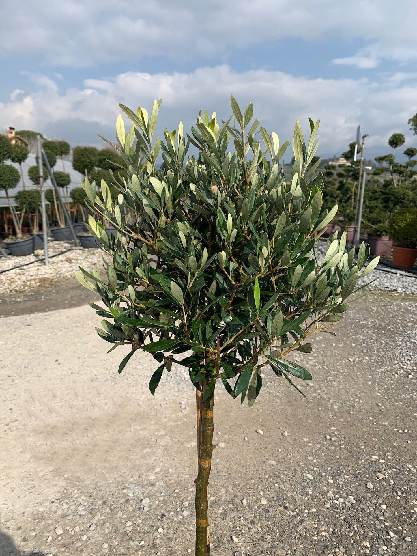 OLEA europaea 'Aglandaou'