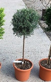 CUPRESSUS cashmeriana