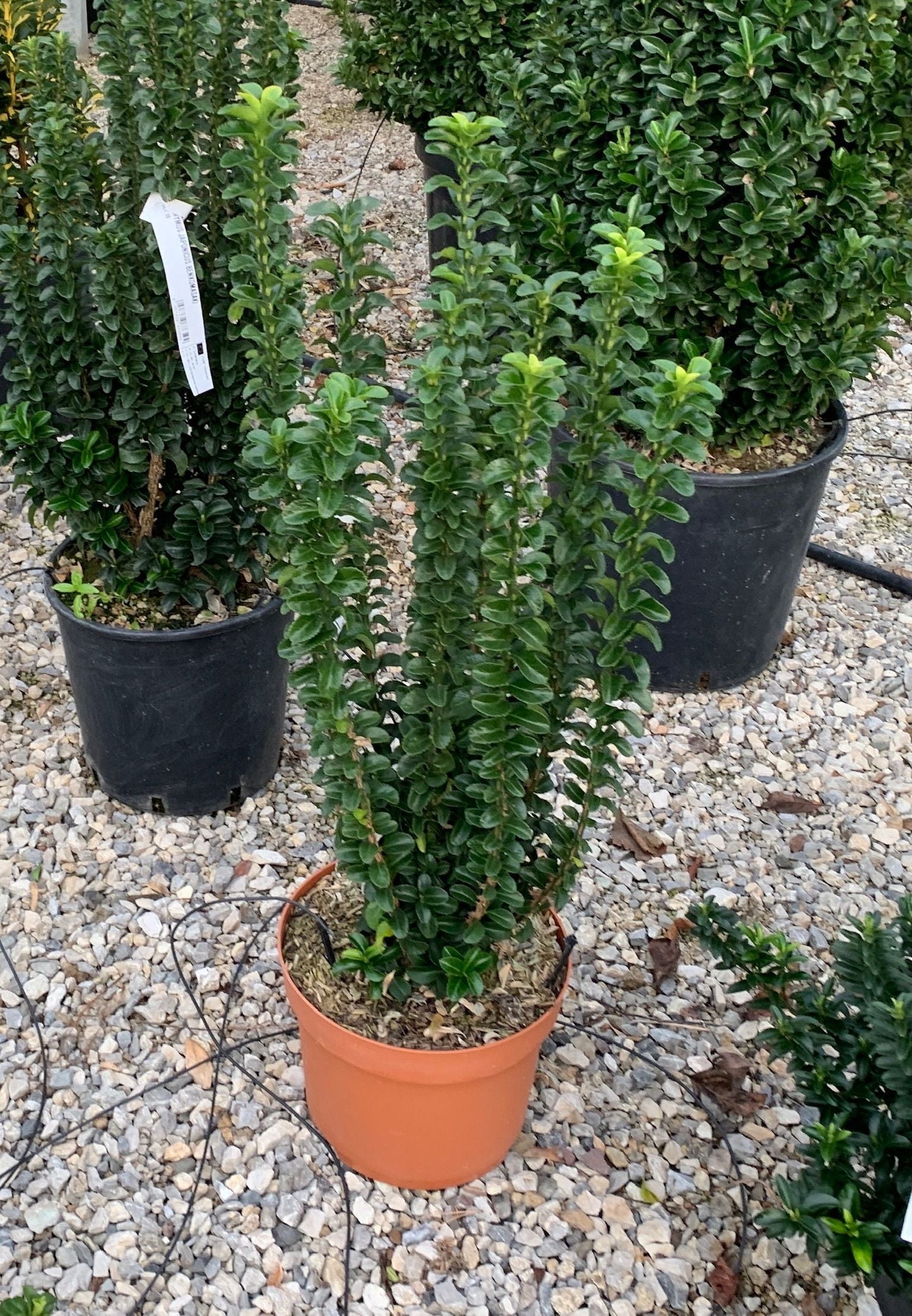 EUONYMUS japonicus 'Bravo'