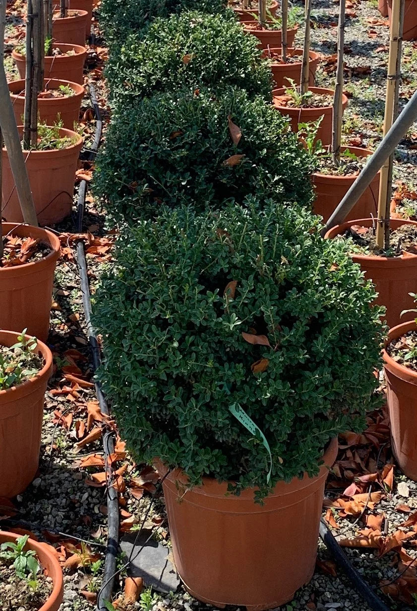 ILEX crenata 'Twiggy'