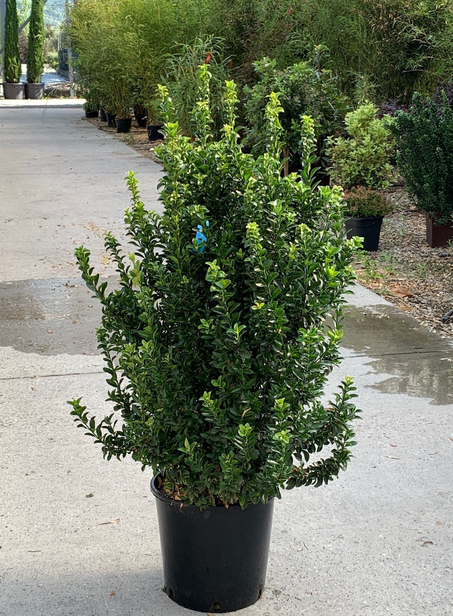 EUONYMUS japonicus 'Bravo'