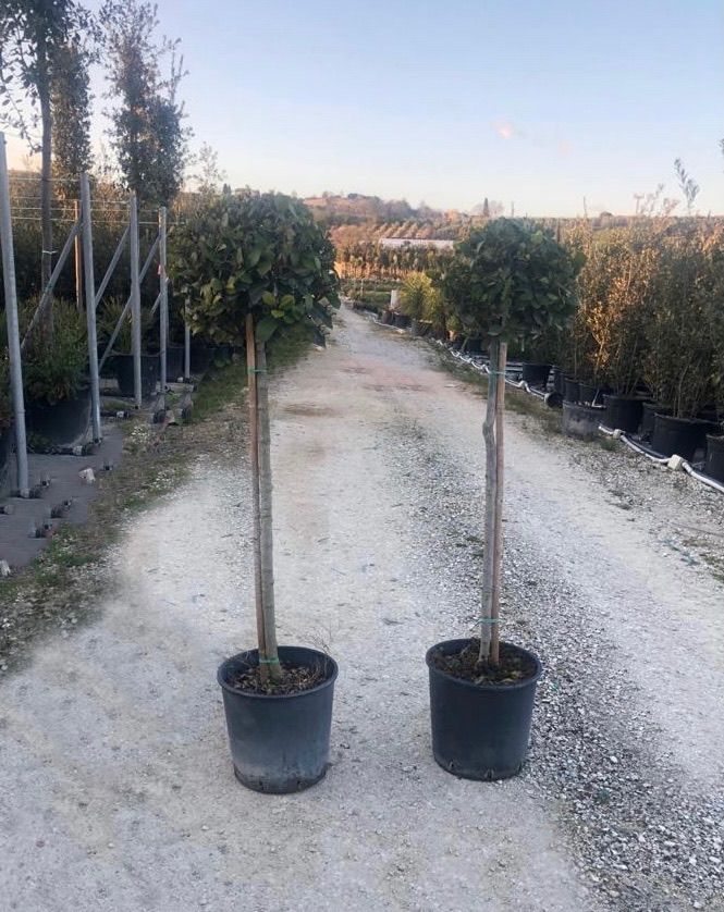LAURUS nobilis 'Little Ragu'