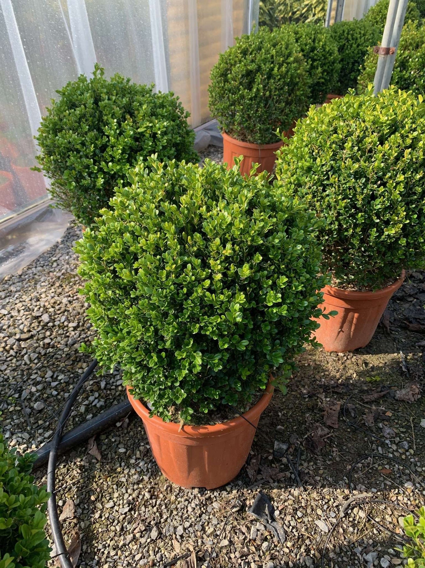 BUXUS sempervirens