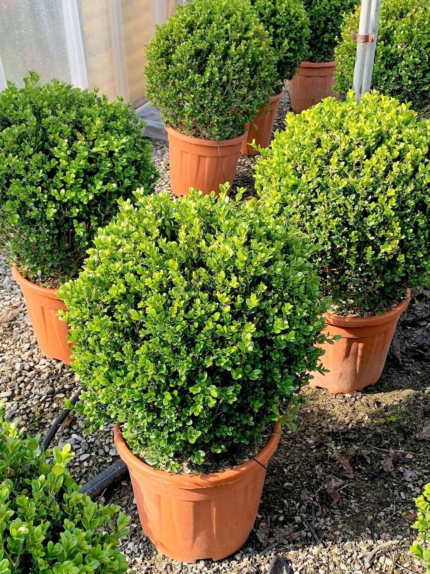 BUXUS sempervirens