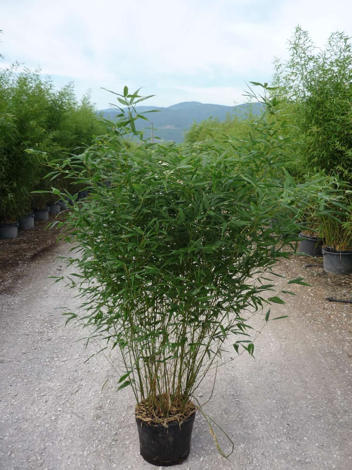 BAMBUSA Phyllostachys mitis