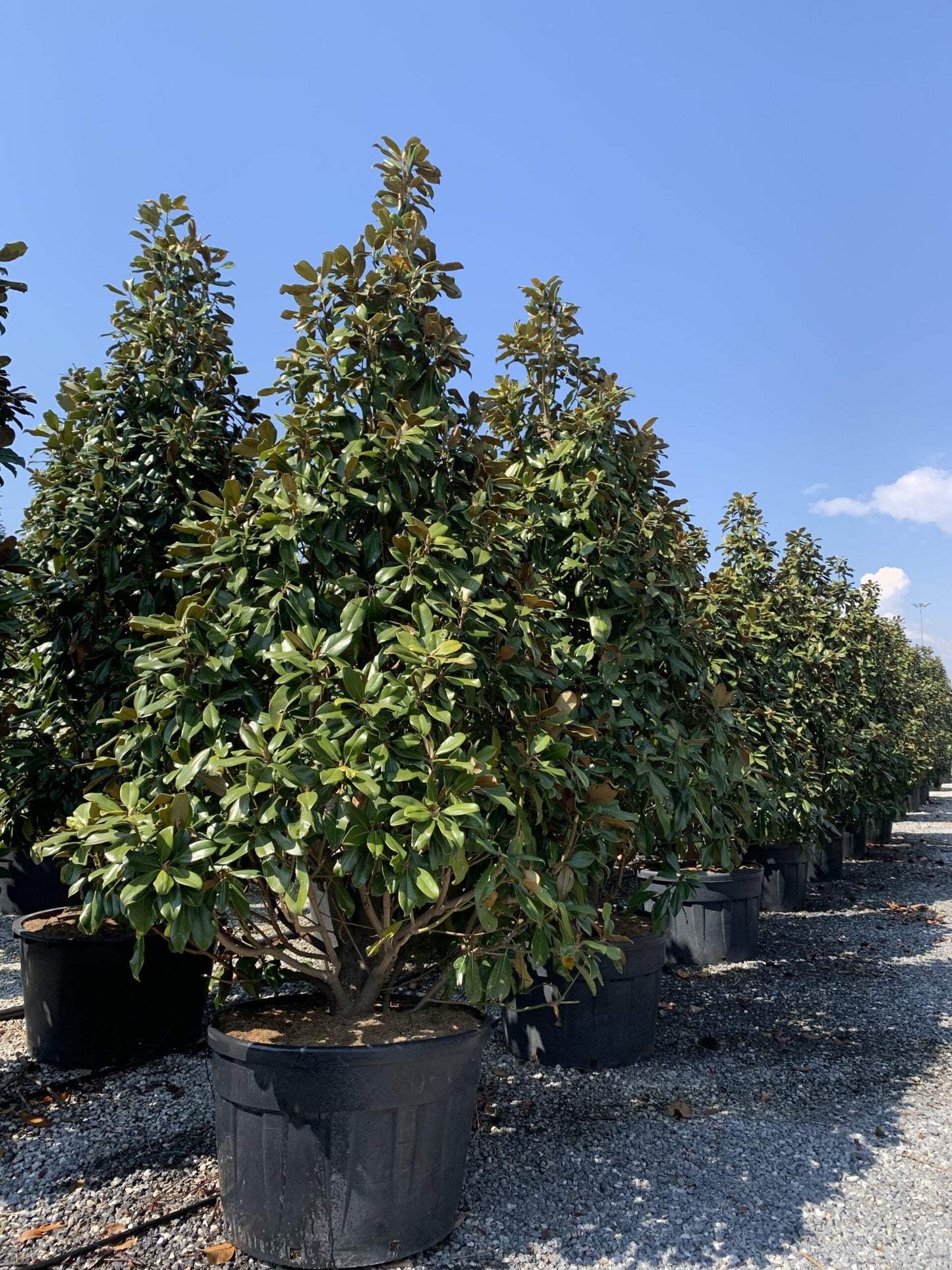 MAGNOLIA grandiflora 'Little Gem'