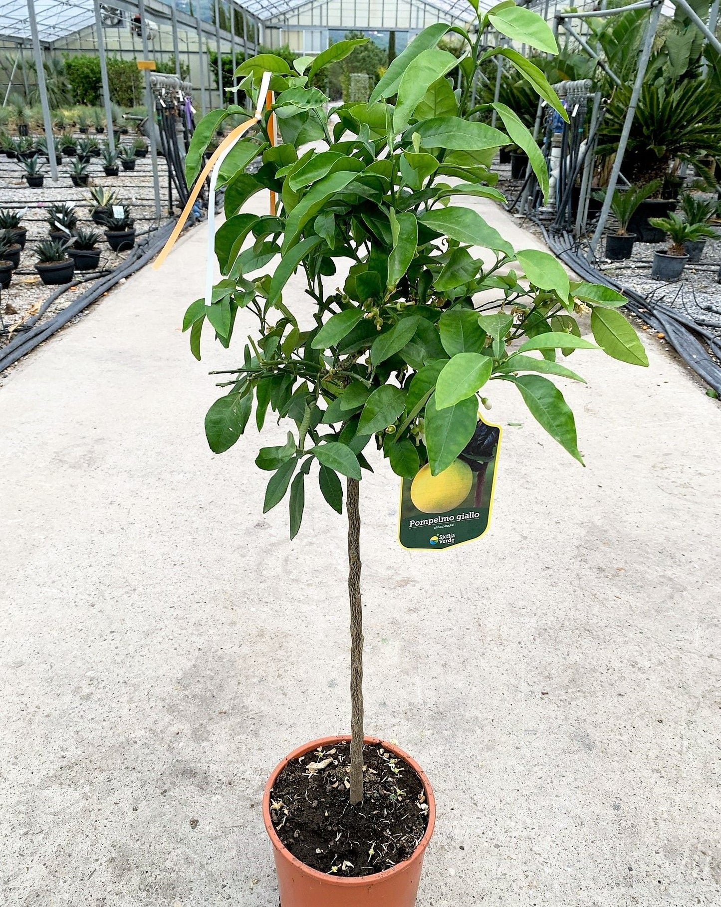 CITRUS x sinensis