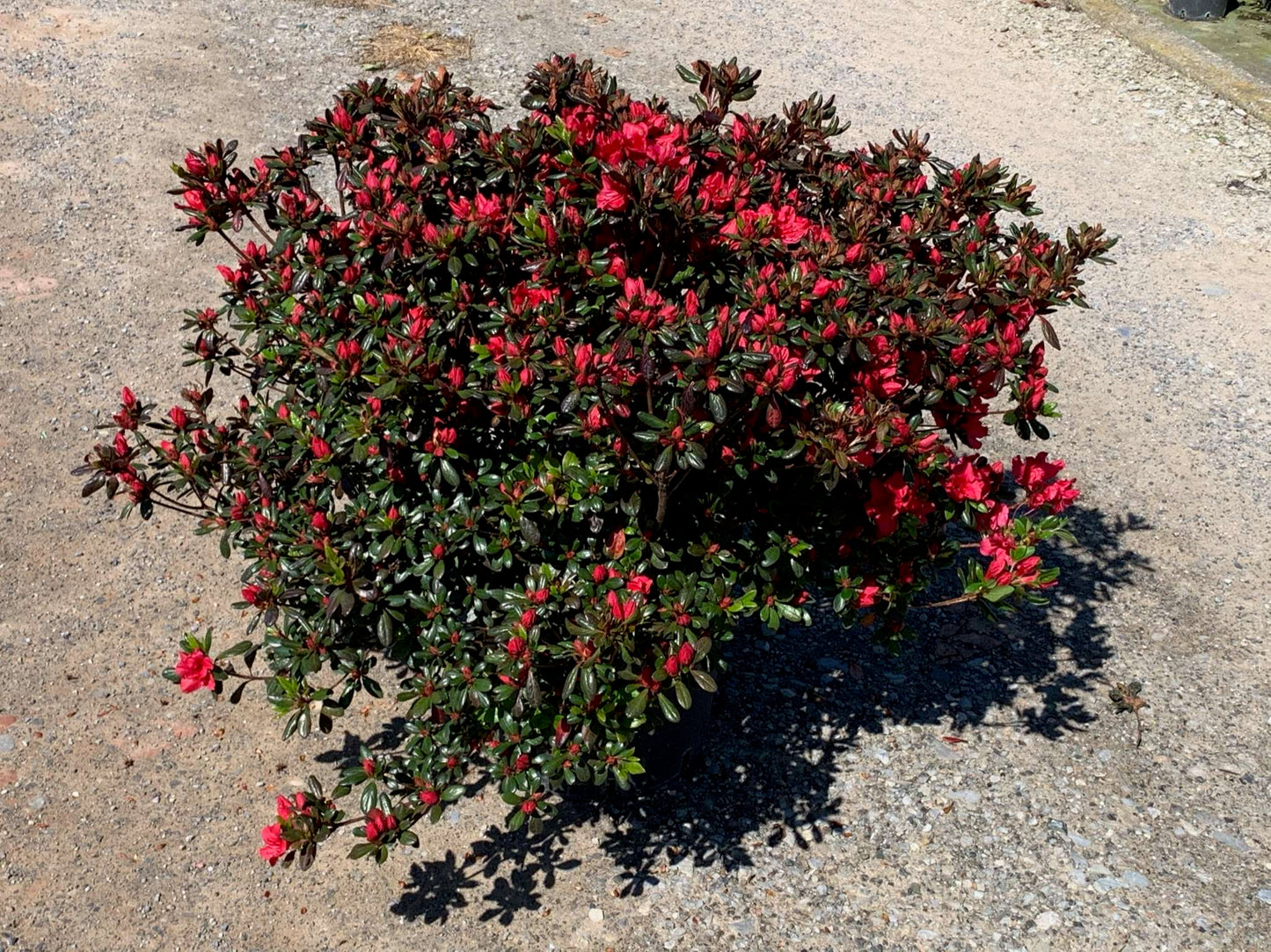 AZALEA japonica 'Kirin'