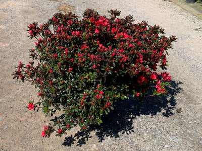 AZALEA japonica 'Kirin'
