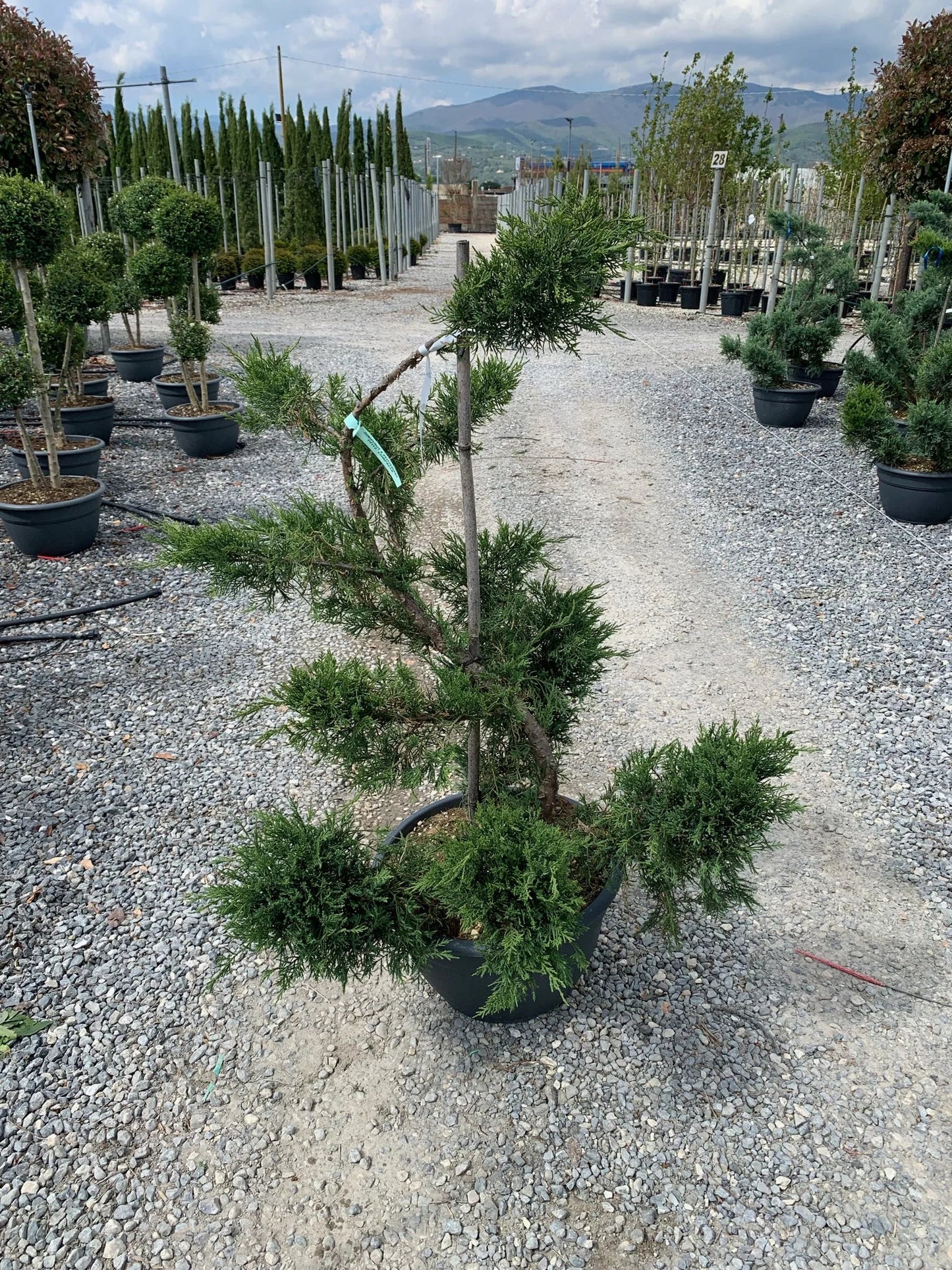 JUNIPERUS x pfitzeriana 'Pfitzeriana Glauca'