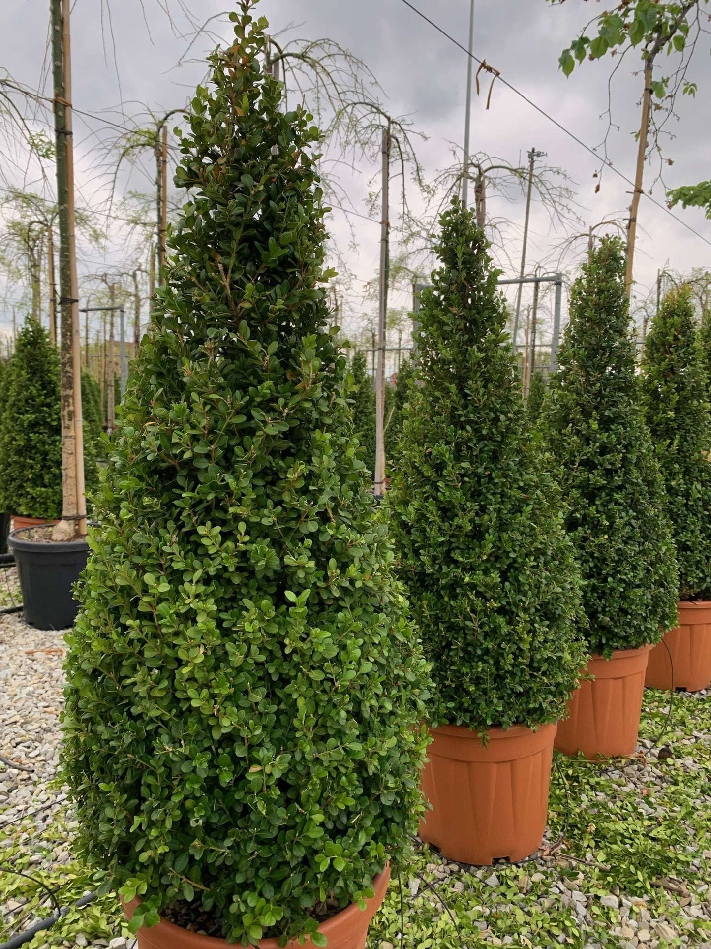 BUXUS sempervirens