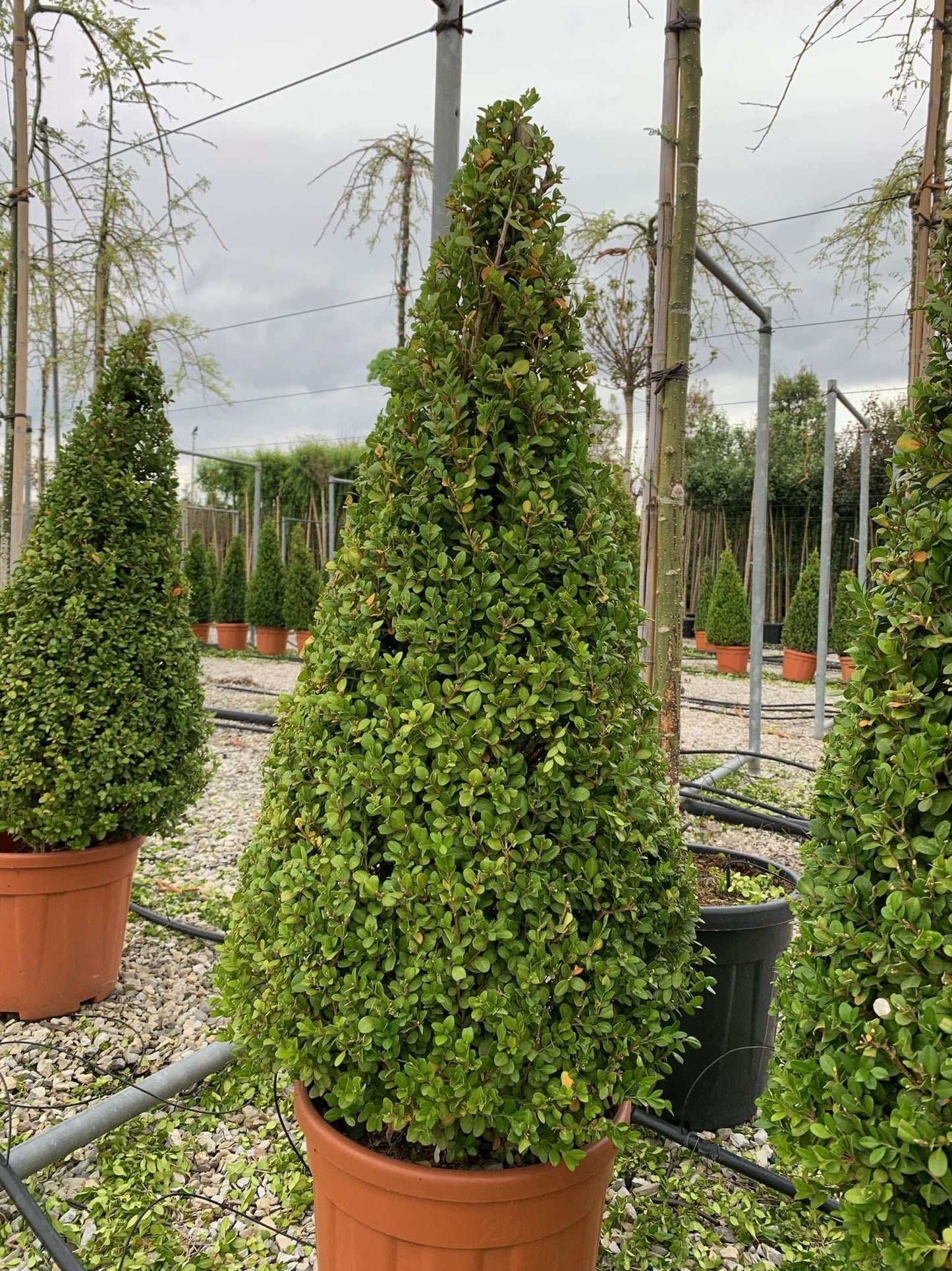 BUXUS sempervirens