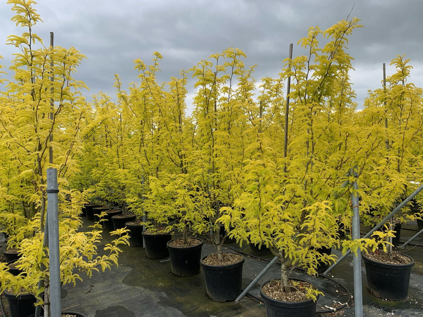 GLEDITSIA triacanthos 'Sunburst' ®