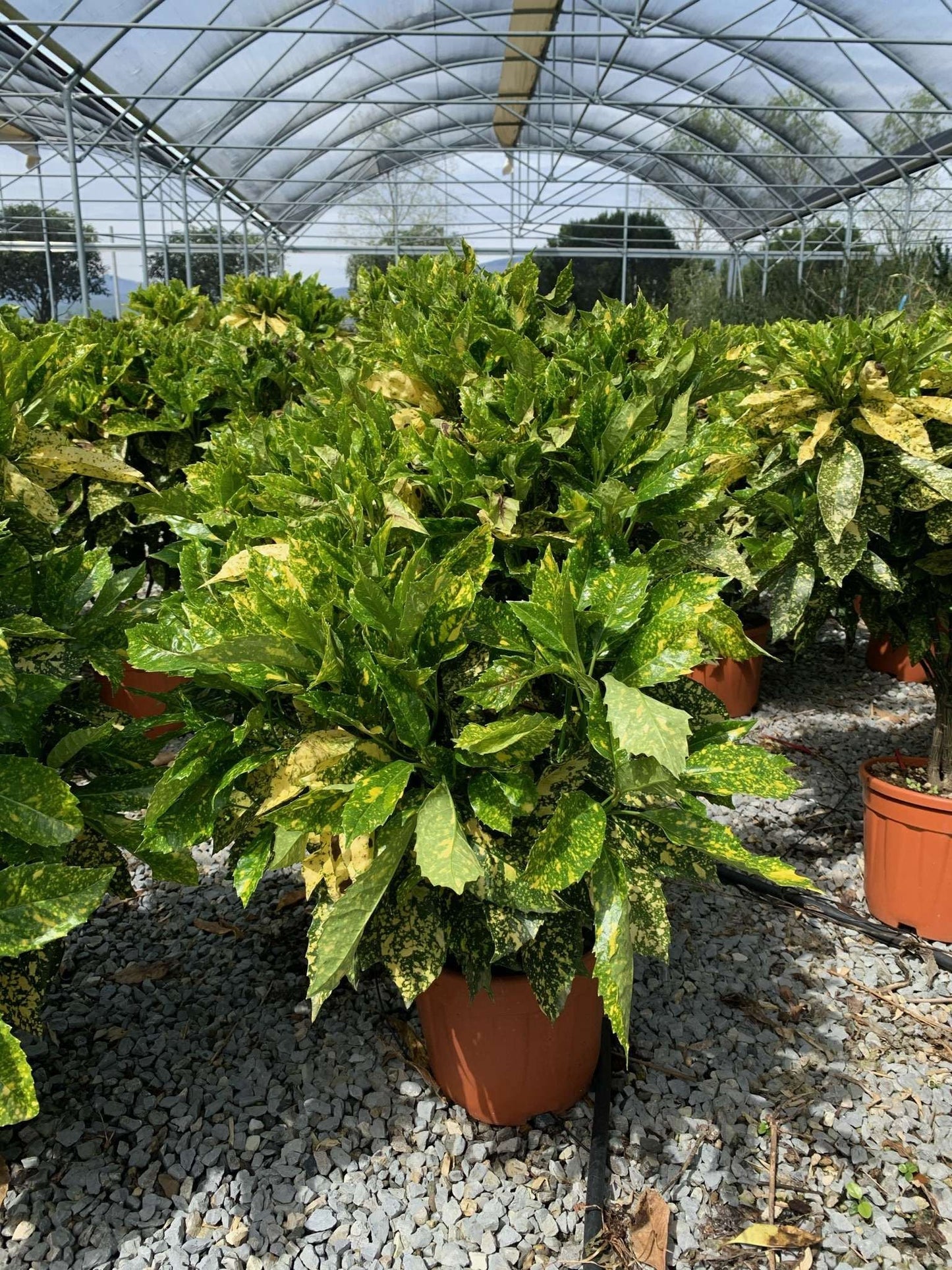 AUCUBA japonica 'Crotonifolia'