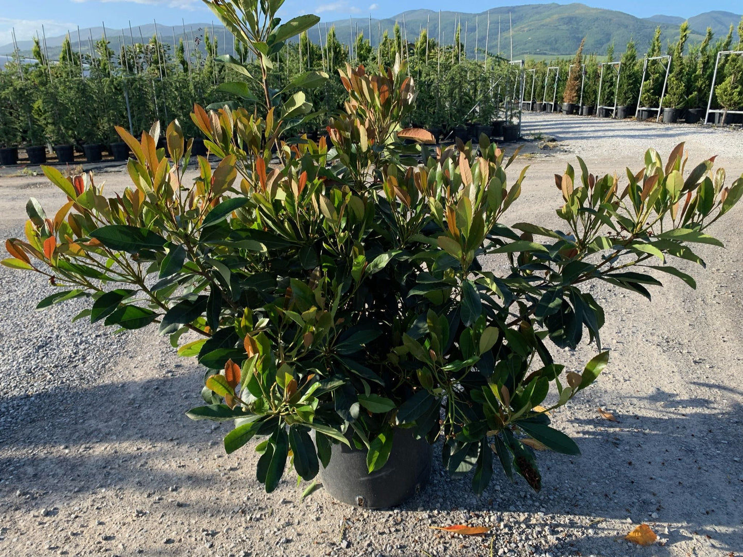 ERIOBOTRYA japonica