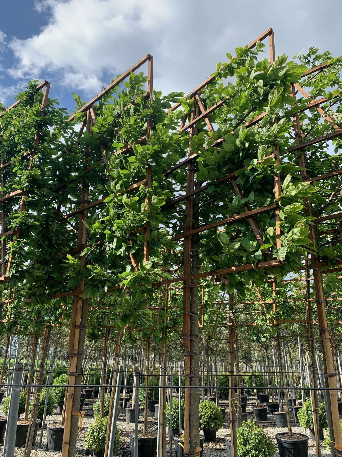 CARPINUS betulus 'Albert Beckman'