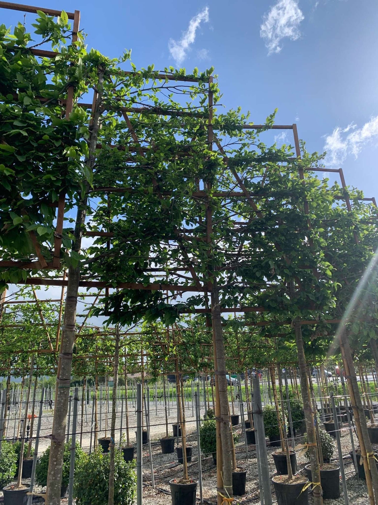 CARPINUS betulus 'Albert Beckman'