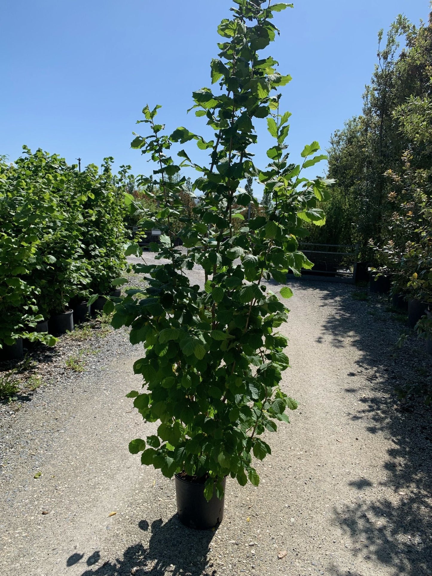 CORYLUS avellana 'Contorta'