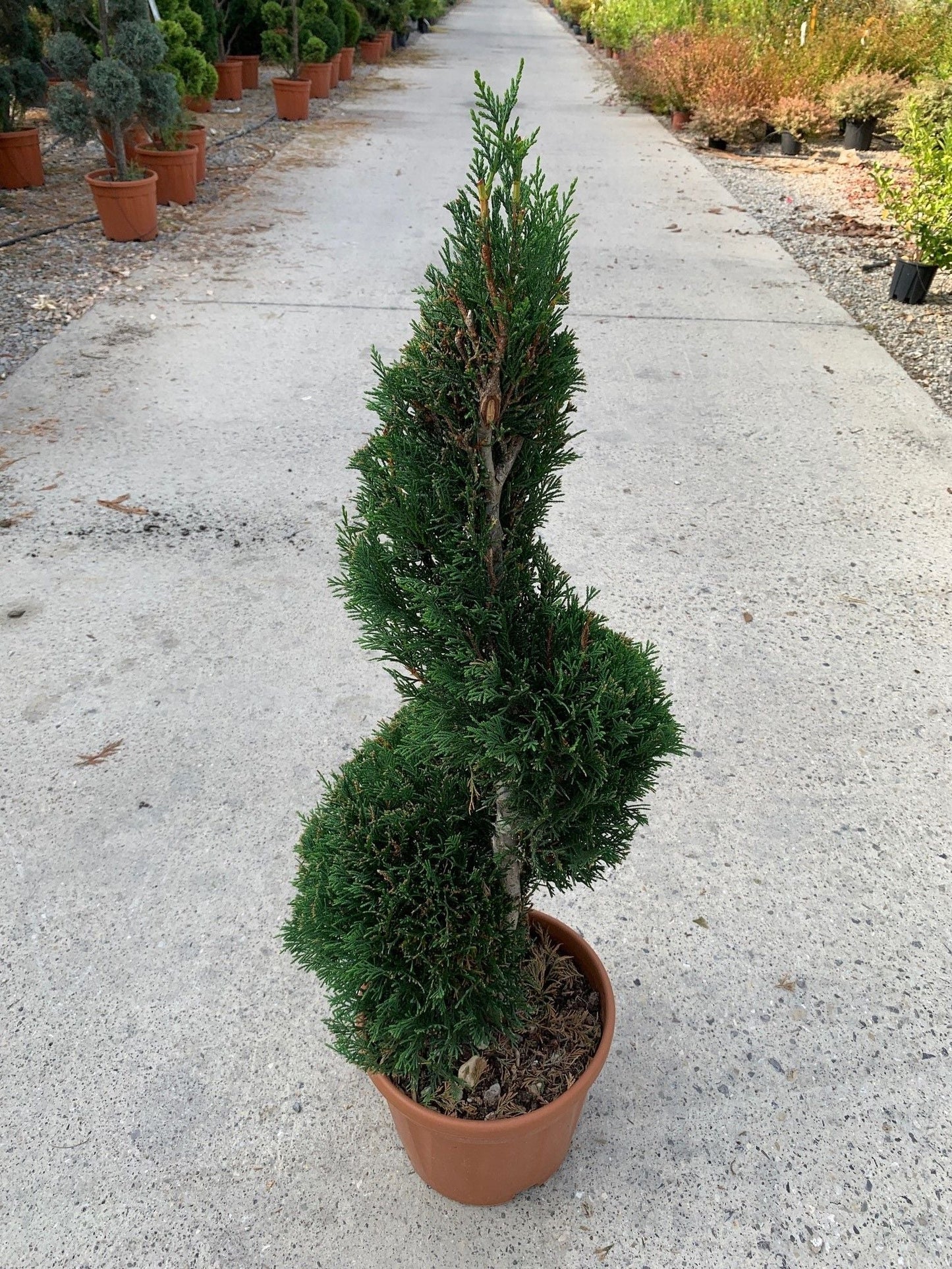 CUPRESSOCYPARIS leylandii 'Blue Jeans'