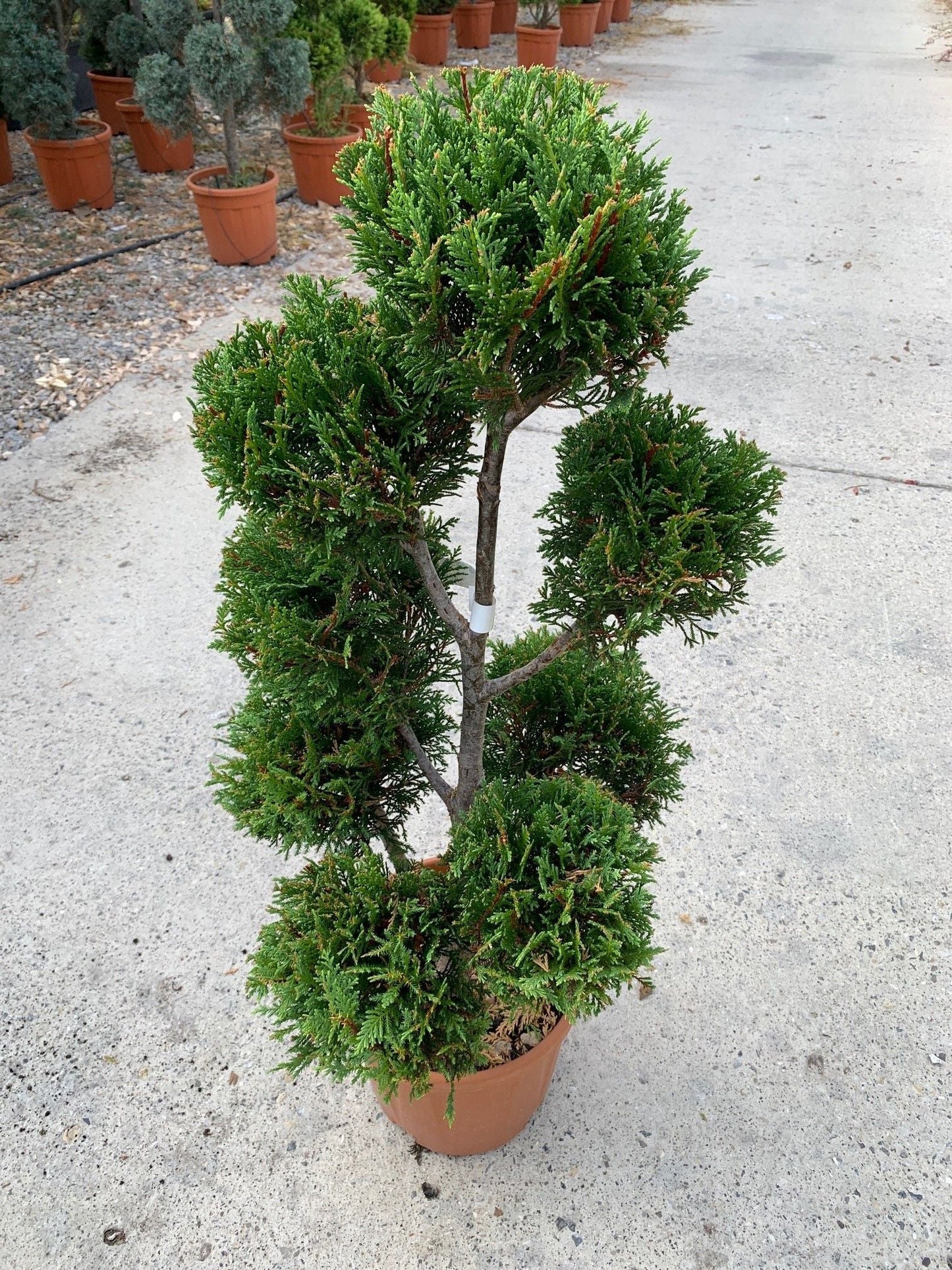 CUPRESSOCYPARIS leylandii '2001'