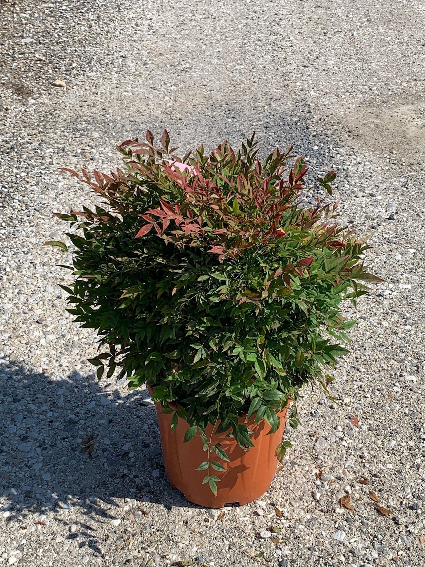 NANDINA domestica 'Lemon-Lime' ®