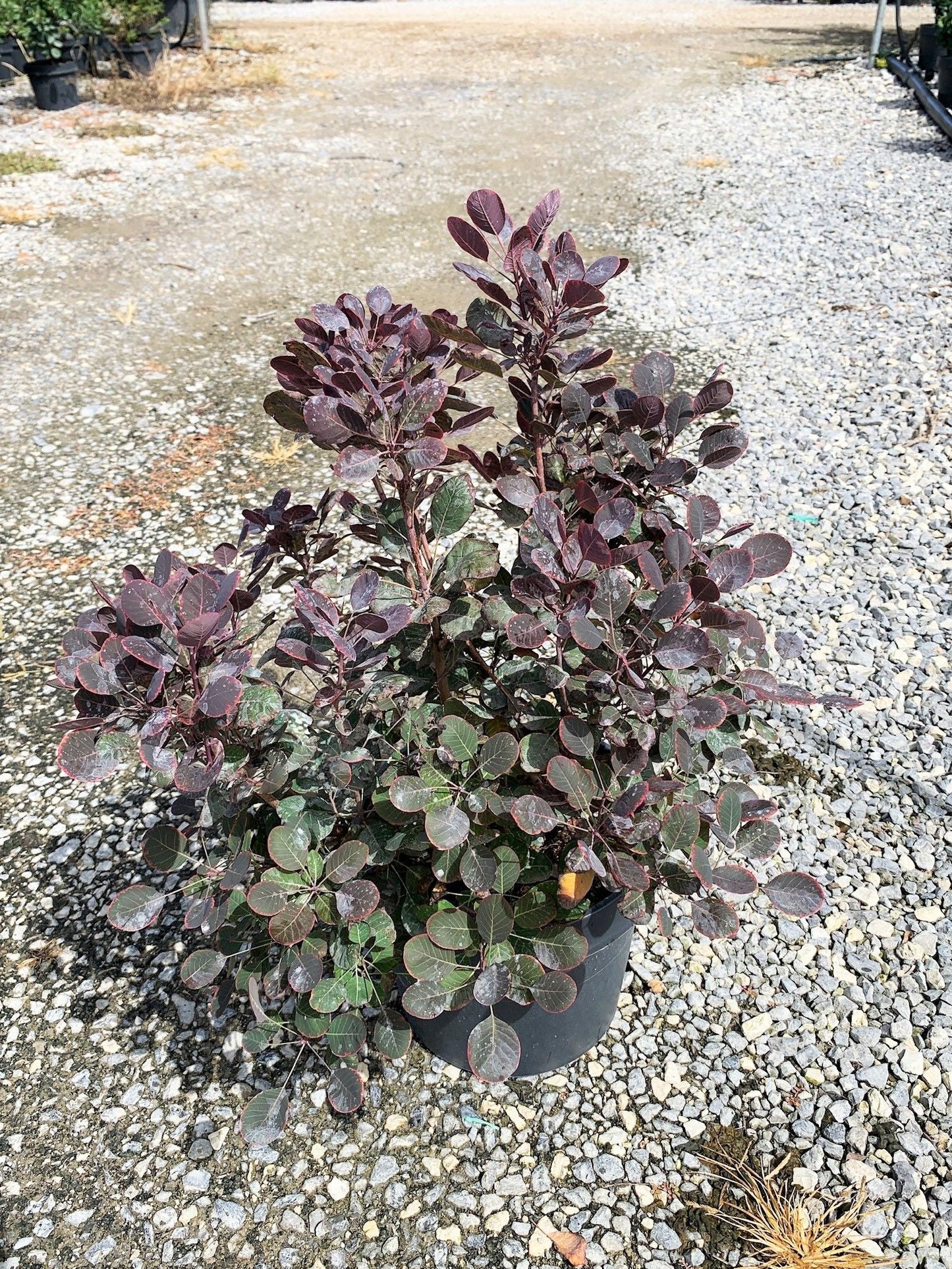COTINUS coggygria 'Smokei Joe'