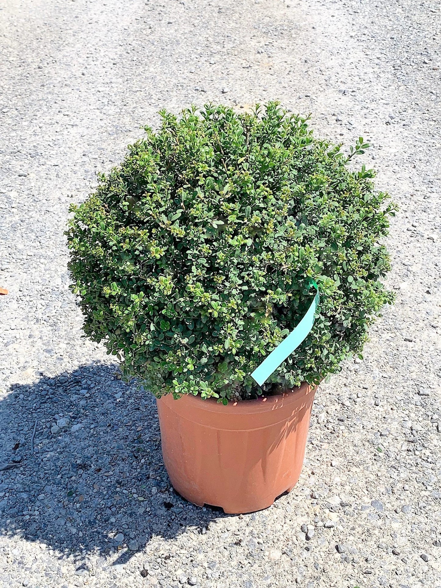 ILEX crenata 'Golden Gem'