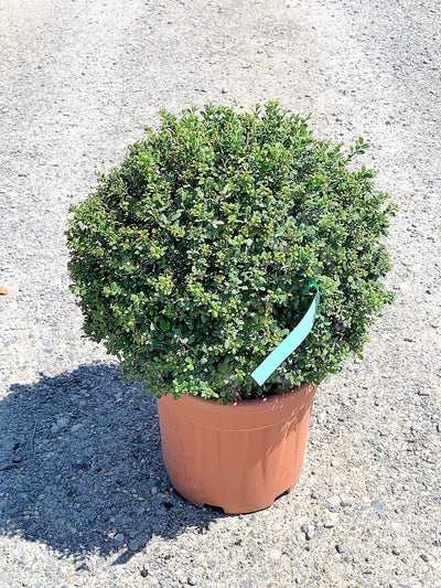 ILEX crenata 'Golden Gem'