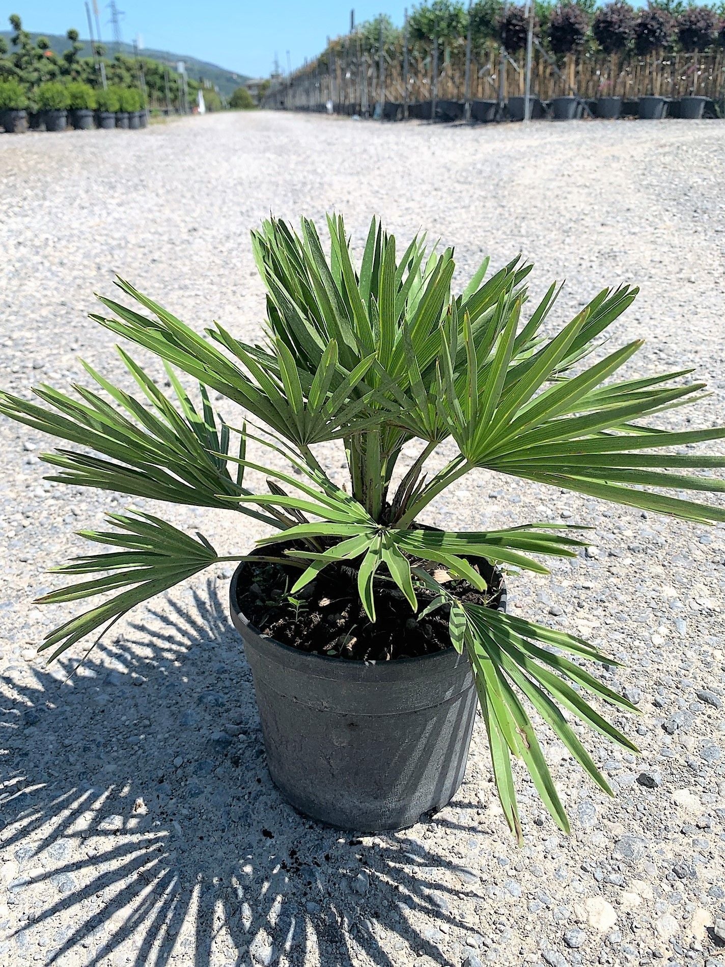 CHAMAEROPS humilis 'Hybrido'