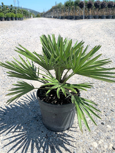 CHAMAEROPS humilis 'Hybrido'