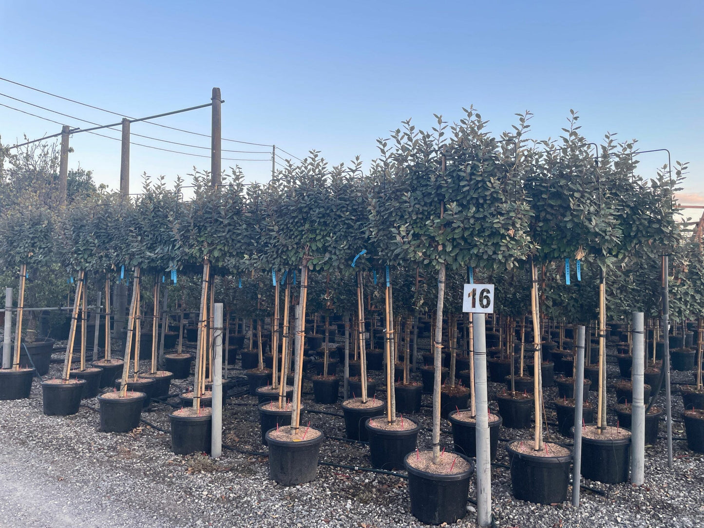 ELAEAGNUS x ebbingei 'Compacta'