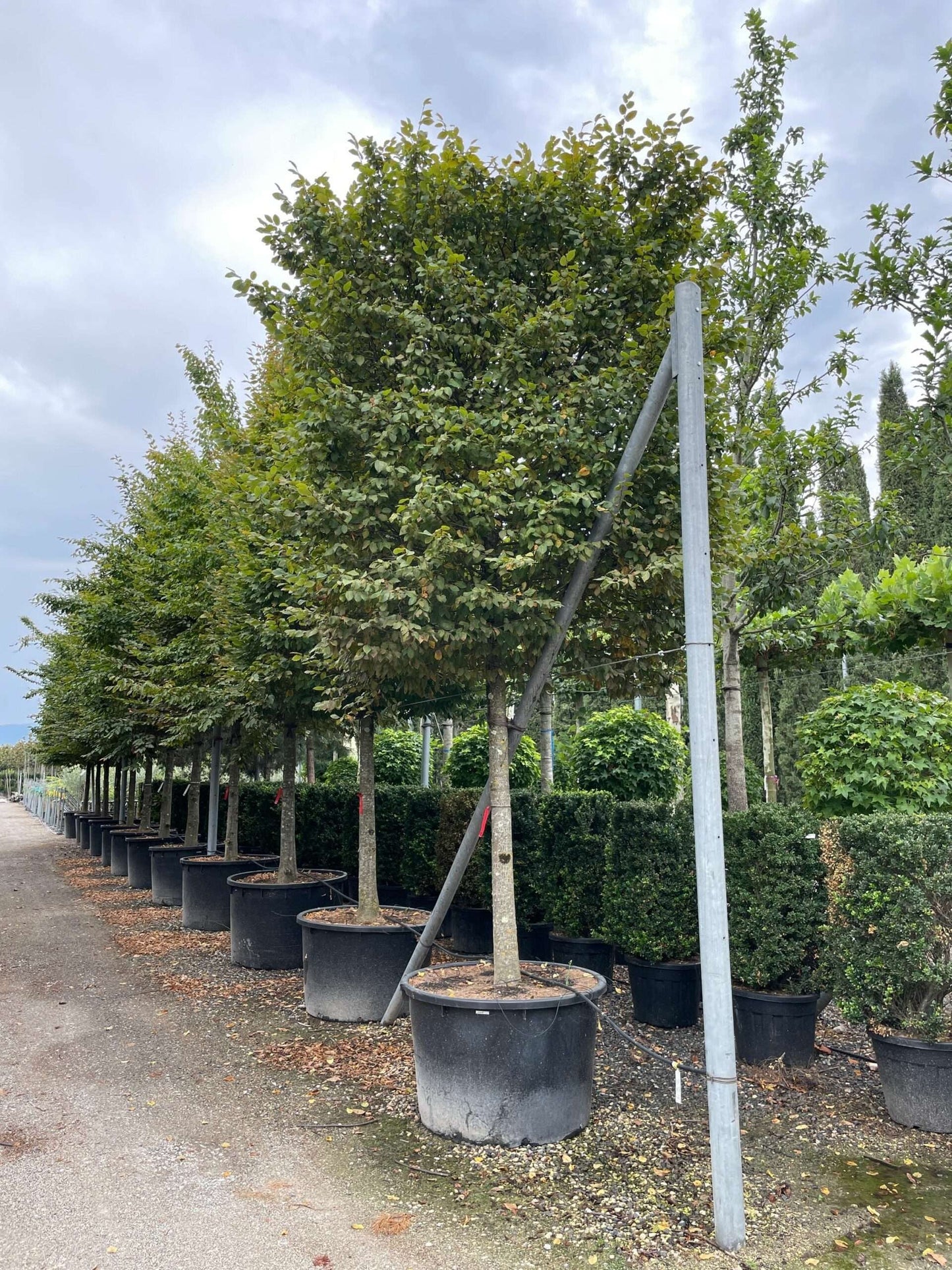 CARPINUS betulus 'Albert Beckman'