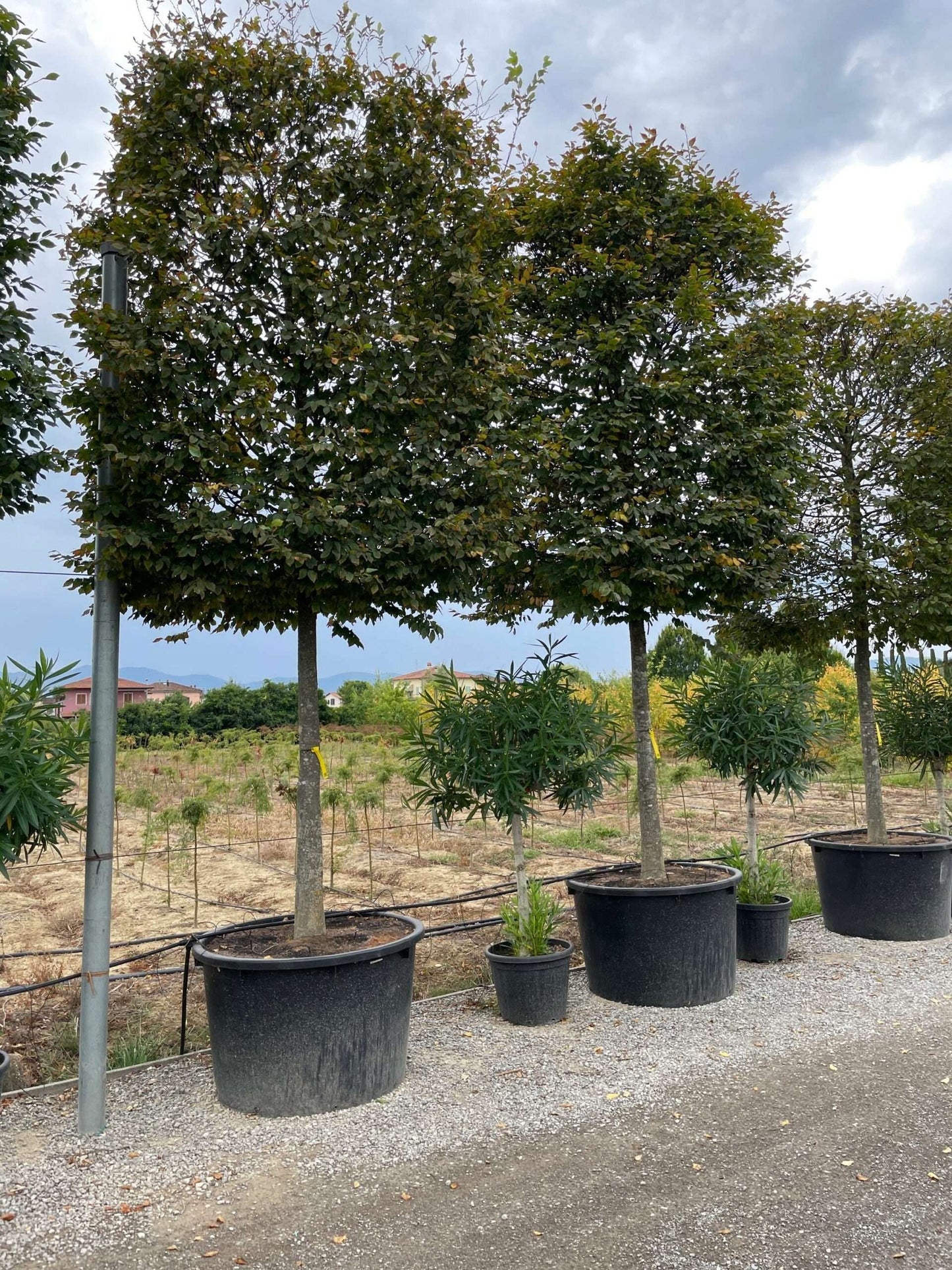 CARPINUS betulus 'Albert Beckman'