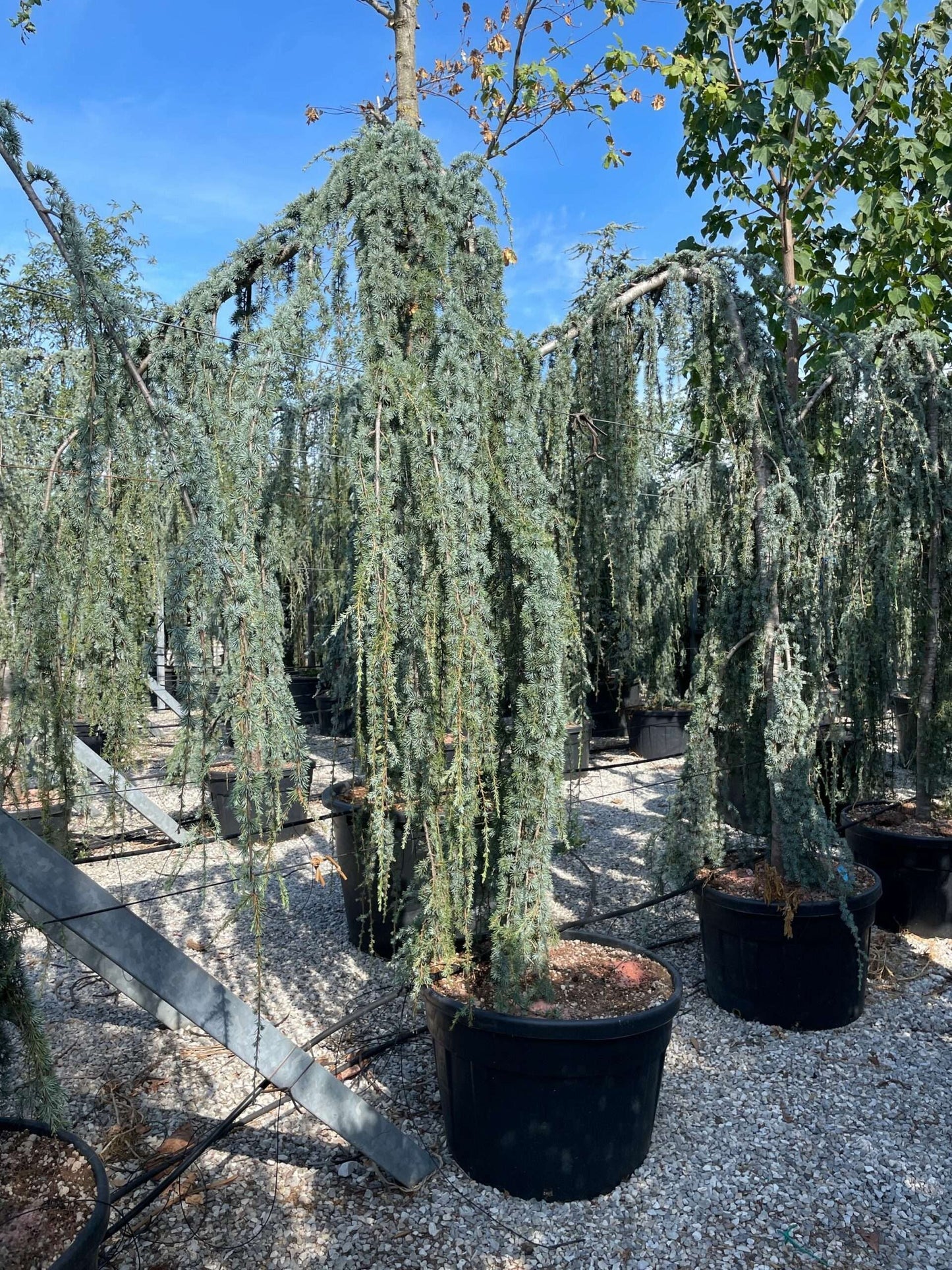 CEDRUS atlantica 'Glauca'