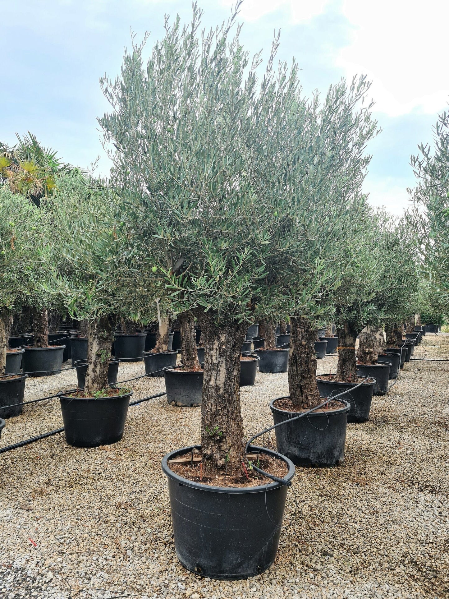 OLEA europaea 'Aglandaou'