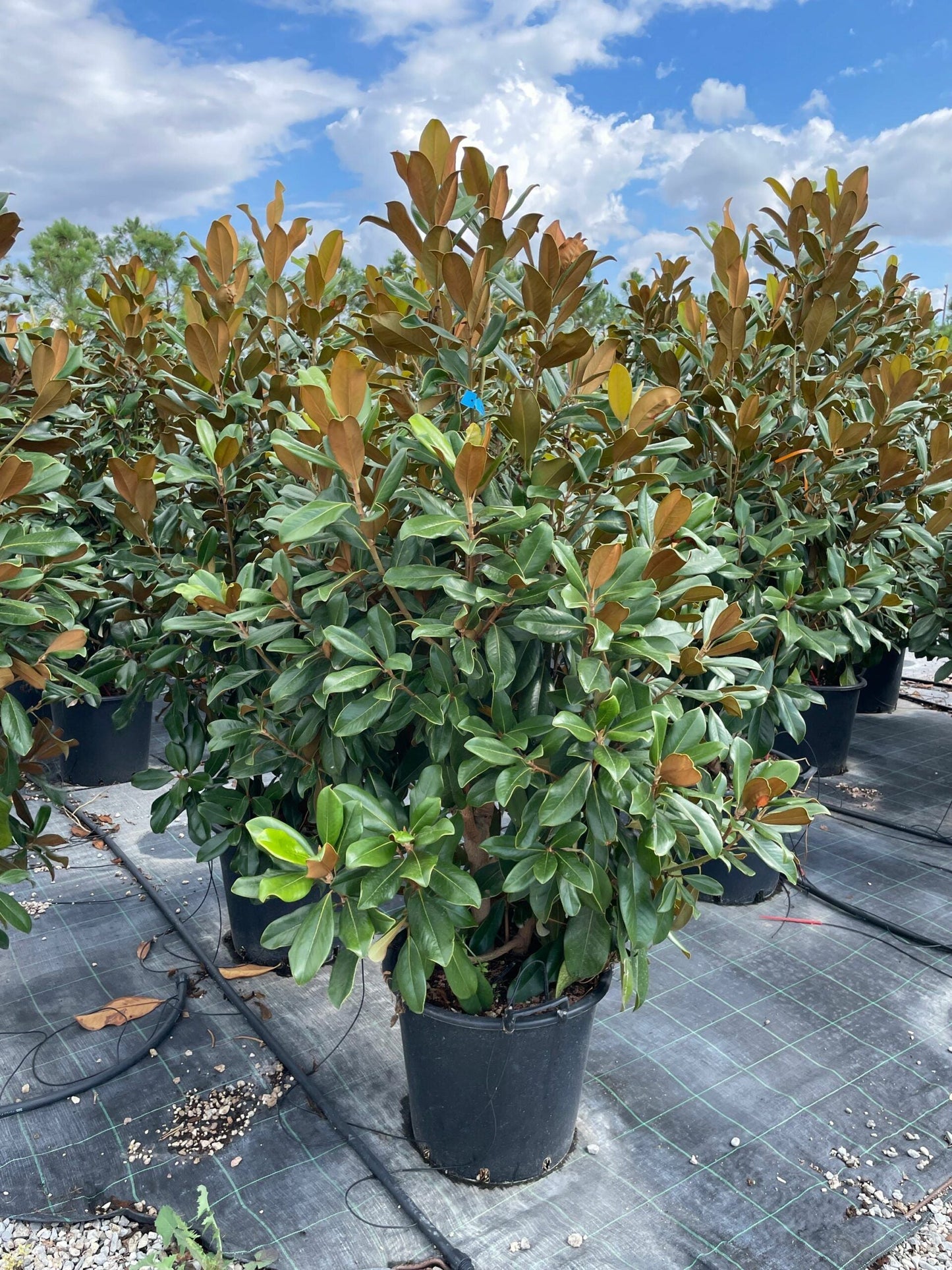 MAGNOLIA grandiflora 'Galissoniensis'