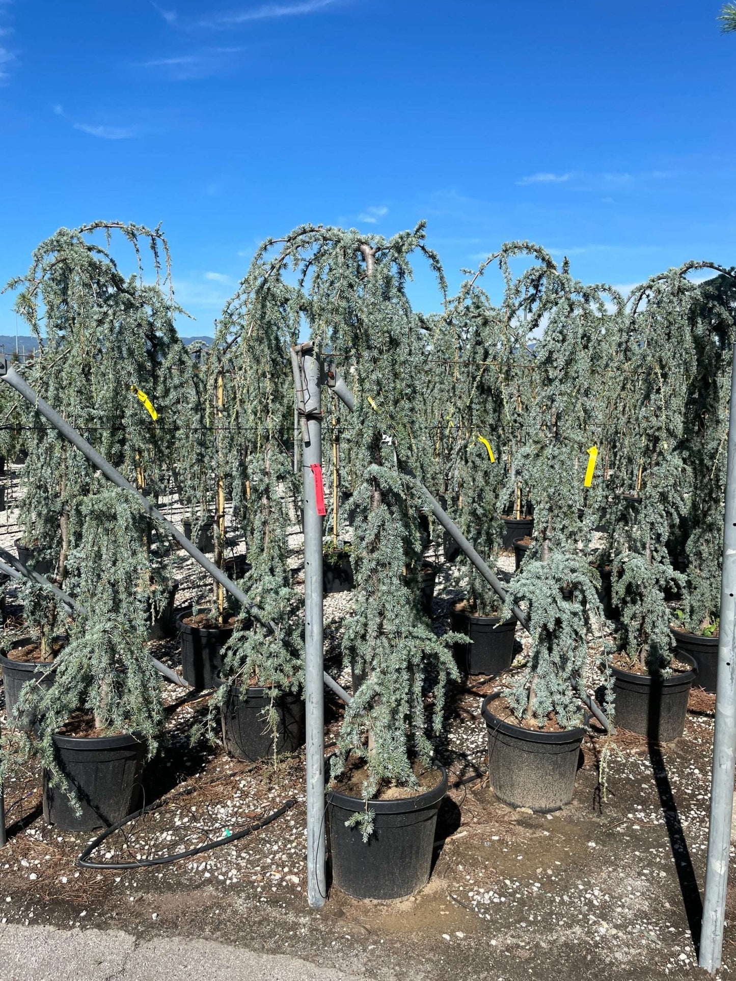 CEDRUS atlantica 'Glauca'