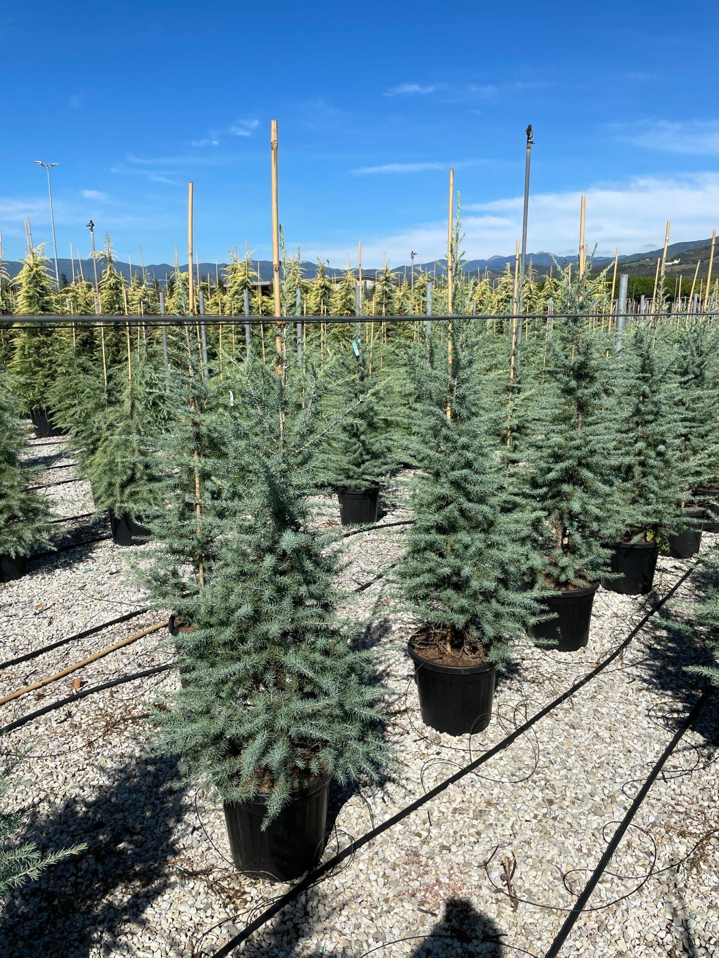 CEDRUS deodara 'Aurea'