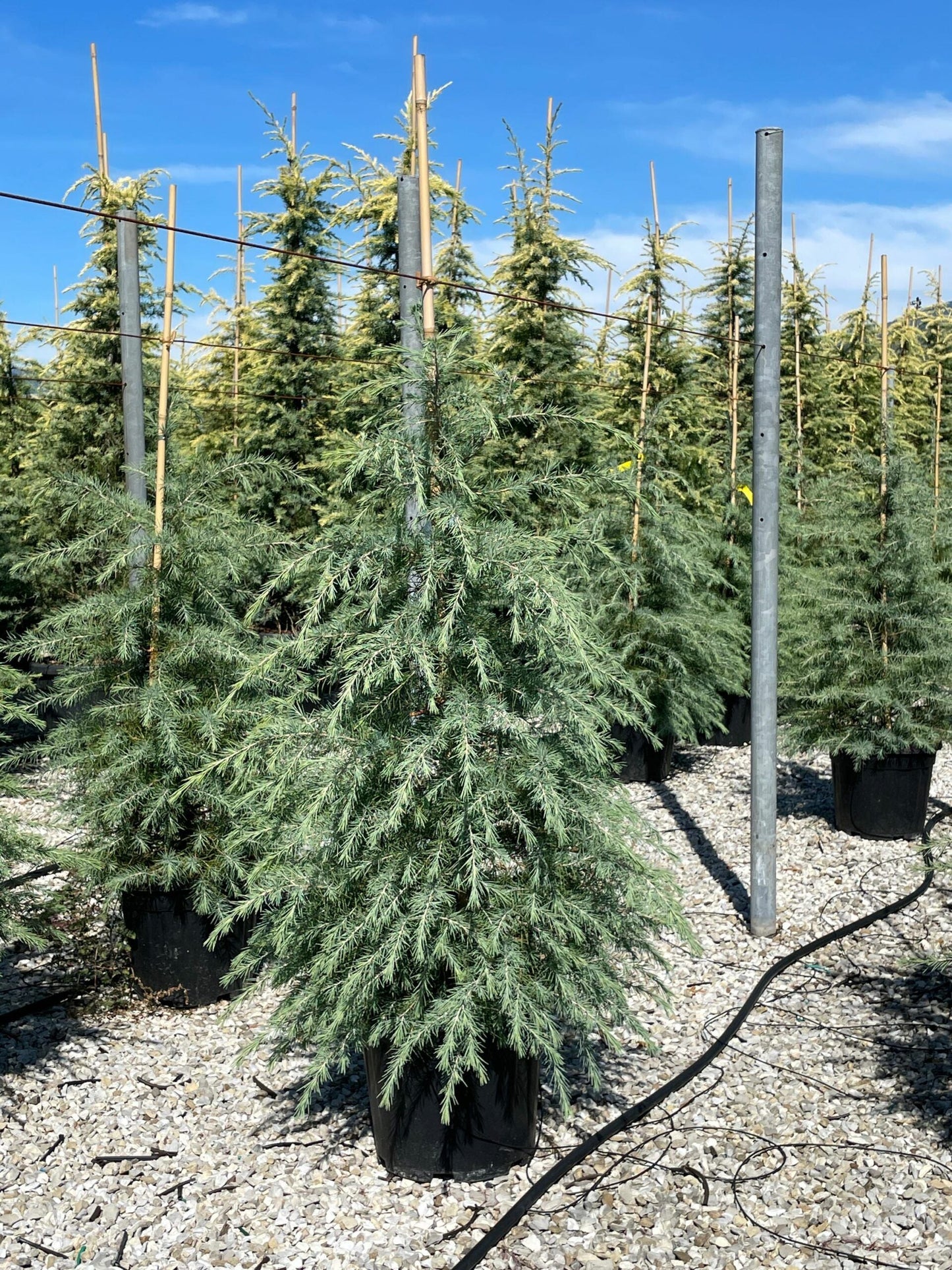 CEDRUS deodara 'Aurea'