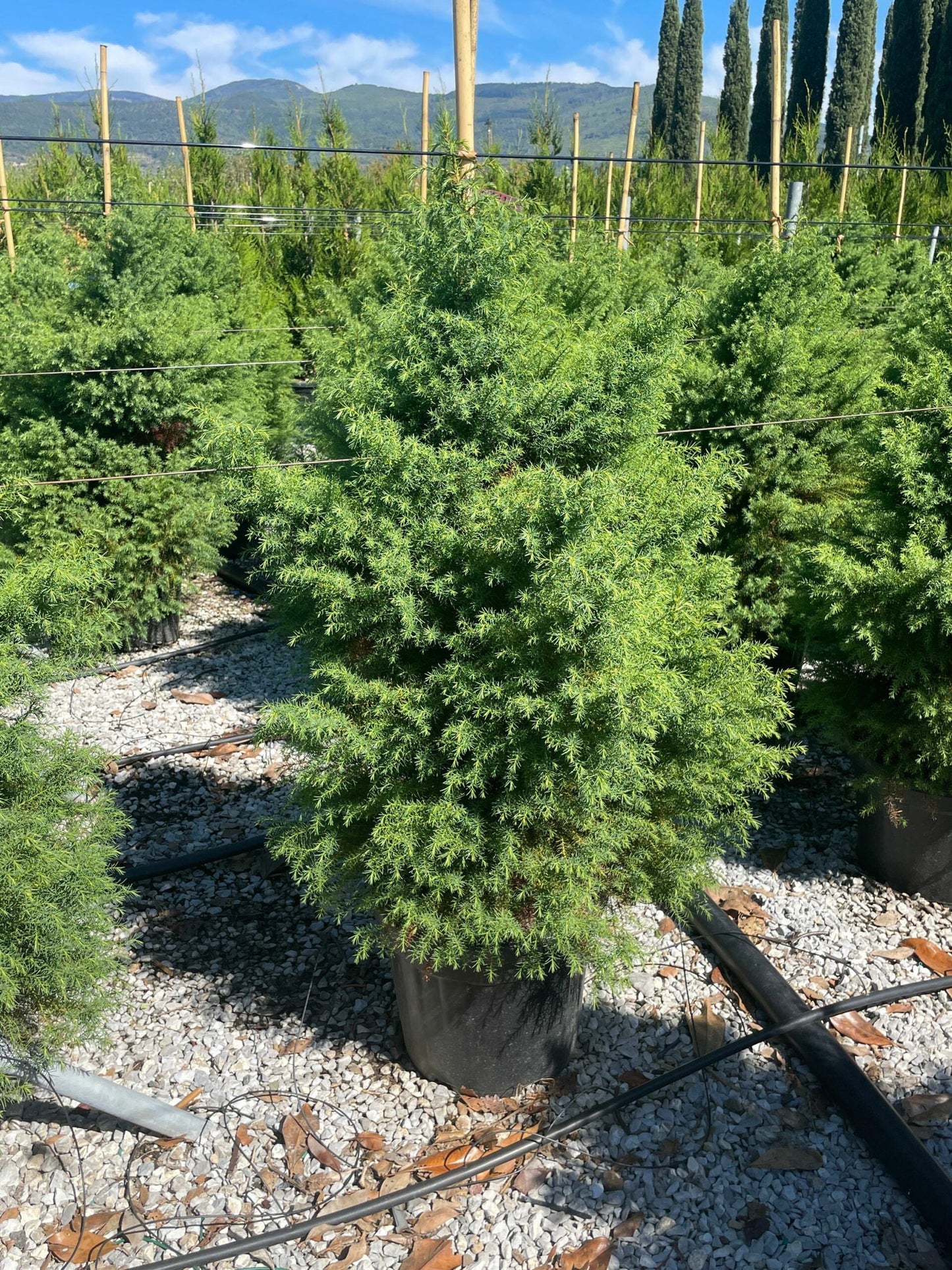 CRYPTOMERIA japonica 'Elegans'