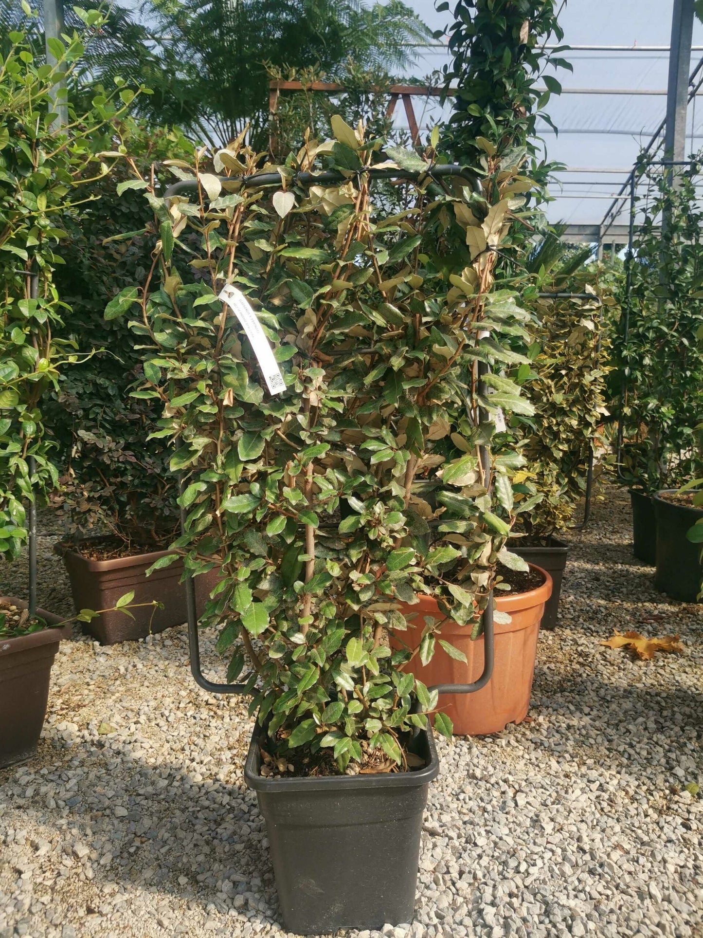 ELAEAGNUS x ebbingei 'Compacta'